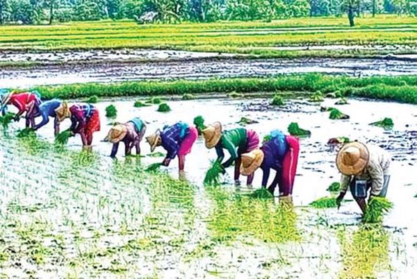 孟邦地区穆洞县区今年已完成了雨季稻7.8万英亩的种植工作