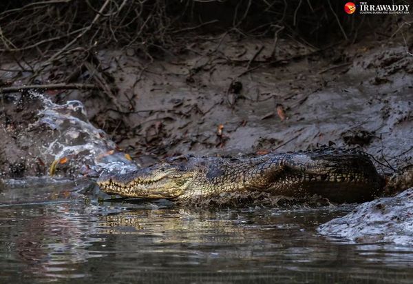 伊江三角洲美女岛上发现鳄鱼巢穴6处