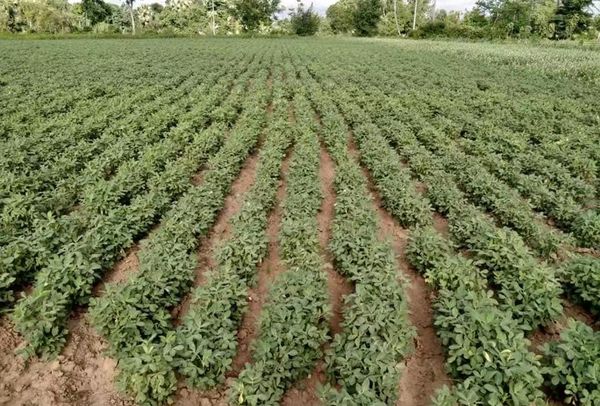 马奎省南卯县区雨花生已开始采收工作
