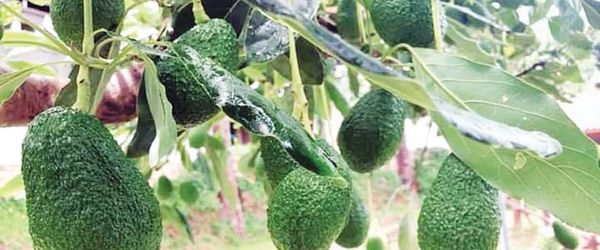 缅甸牛油果出口还需有良好的国外市场环境