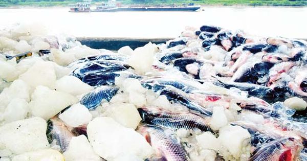 新财政年度近5个月时间缅甸向孟加拉国出口6千多吨鱼类