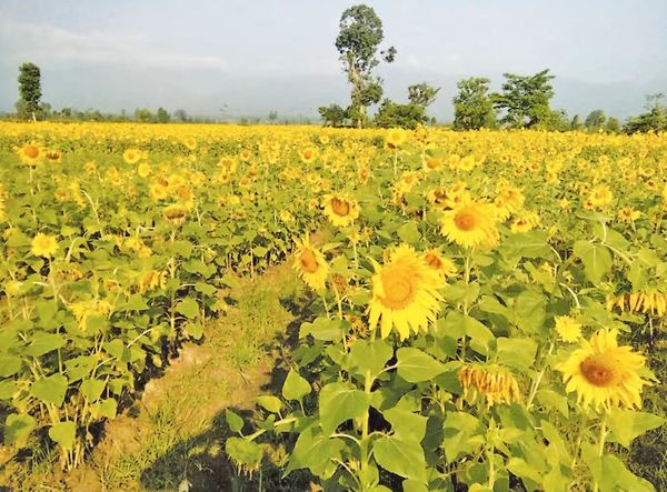 内比都地区达贡县区油料作物种植情况