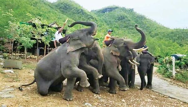 曼德勒省的娃纳大象营地介绍