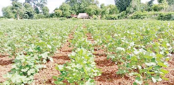 实皆省昌吴县区规划种植7千多英亩棉田目前已完成6400英亩