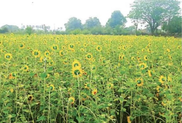 马奎省敏巫县区种植了油料作物67,000多英亩