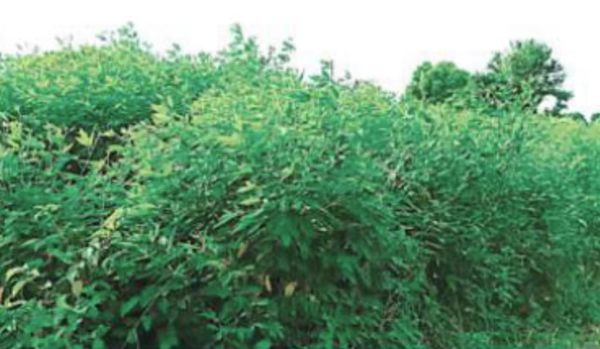 实皆省遵纳县区雨季作物种植情况