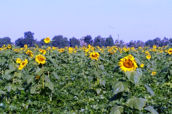 实皆省茵都县区今年冬季节规划种植冬向日葵1万多英亩