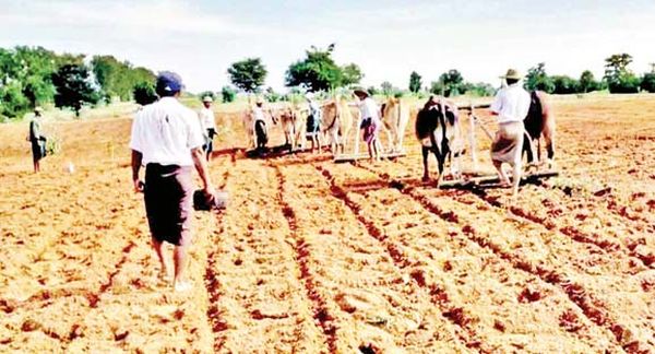 马奎省本漂县区今年雨季规划种植2,449英亩长纤维棉花