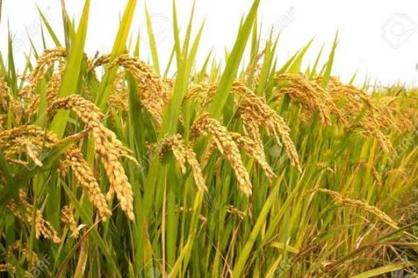 伊洛瓦底省雨季稻初上市就获得了好价钱