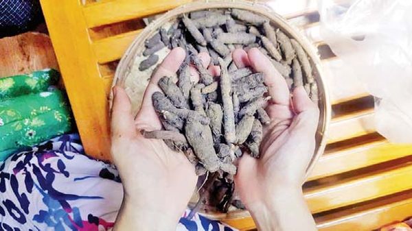 因中国方面的需求量大缅甸野生棕榈树根获得了好价钱