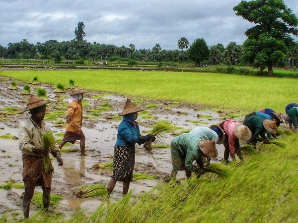 若开邦农民和中小型企业将获得100亿缅币贷款