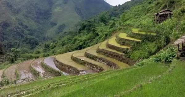 实皆省今年雨季稻种植情况