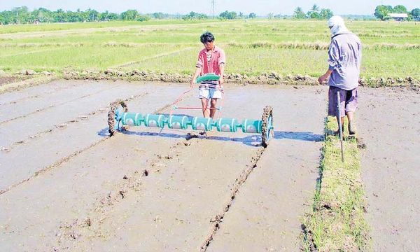 孟邦昌宋县区今年雨季稻已超额完成了种植计划