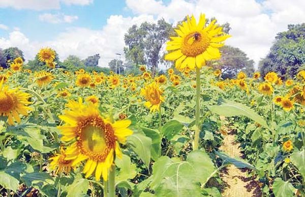 马奎省色漂县区油料作物种植情况