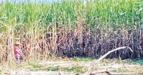 甘蔗收购价虽上扬但蔗农们获利甚微