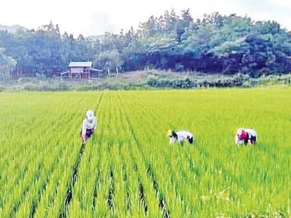 实皆省格礼瓦完成了今年雨季稻95%的种植工作