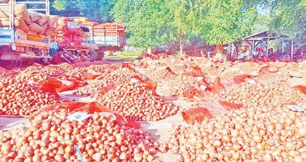 缅甸国内市场上洋葱价钱上扬农民们获益