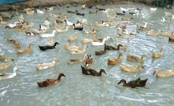 伊洛瓦底省内从事鱼鸭混合饲养的人员已增加到655人