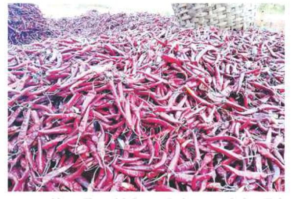 曼德勒省的干辣椒获得了好价钱