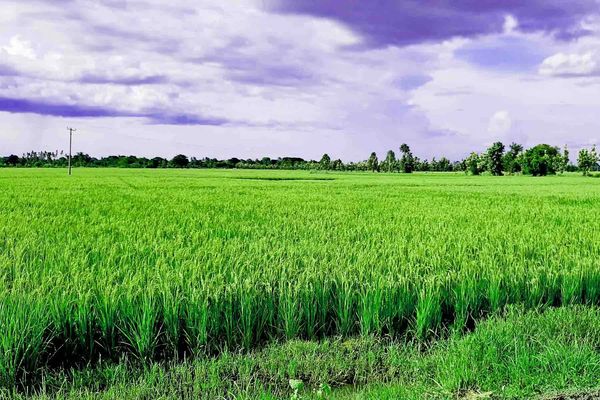实皆省规划种植180万英亩雨季稻已种植720英亩模范田