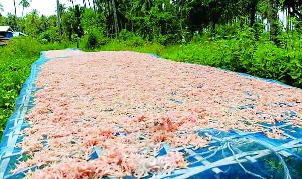 今年德林达依省丹老县区的虾酱提早生产上市