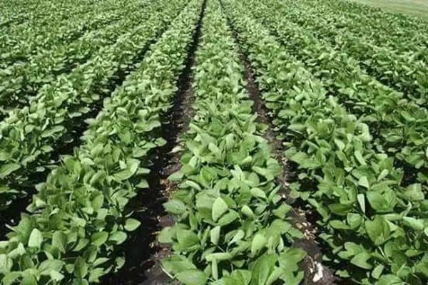 实皆省为满足当地民众消费需求将扩大种植1万英亩大豆