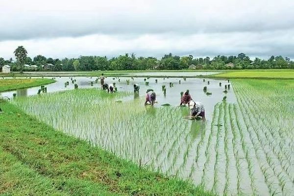 伊洛瓦底省毛淡棉遵县区种植了波山香米14.5万英亩
