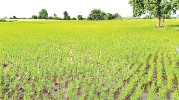 实皆省遵纳县的雨季稻超额完成了规划种植的面积
