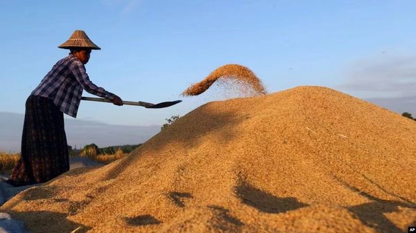 伊洛瓦底省每百缅箩稻谷价钱上扬到130万缅元