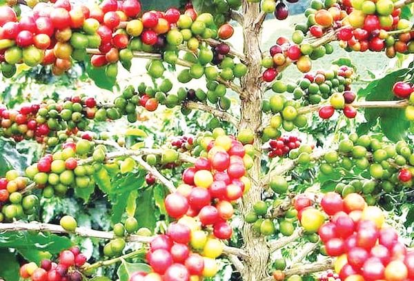 为增加国家外汇收入扩大种植咖啡作物