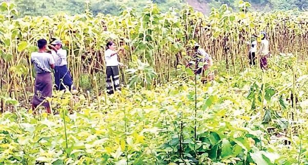 马奎省敏东县区为扩大种植冬向日葵正收集雨向日葵种籽