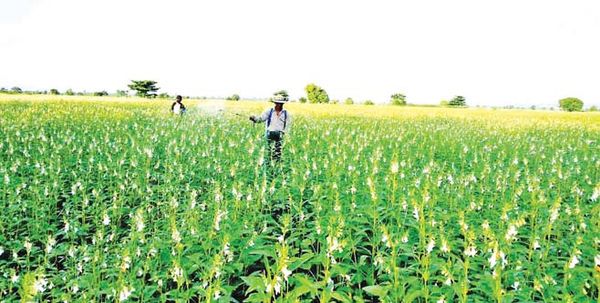 马奎省 本漂县区雨芝麻长势良好丰收在望