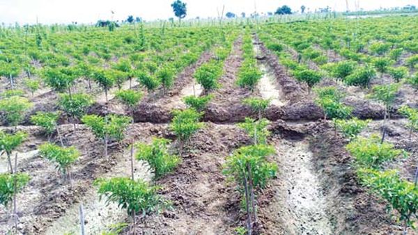 实皆省昌吴县区辣椒价钱走俏农民们获益良多