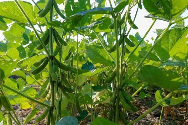 今年大豆种植季节缅甸引进了印度的大豆品种