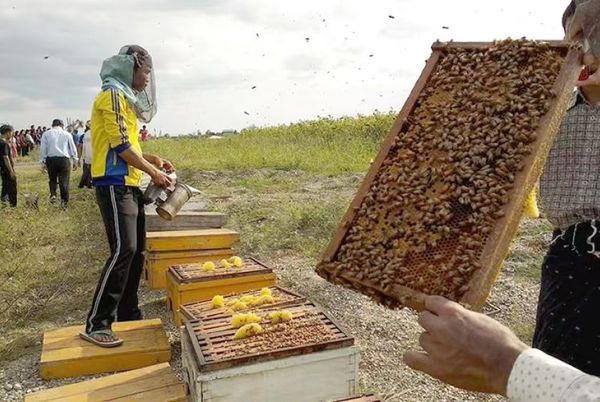 畅销国外市场的缅甸蜂蜜中枣(蜂)蜜在9月份已开始出产