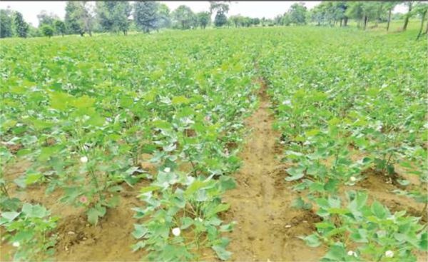 曼德勒省密铁拉专区种植长纤维棉花3,000英亩