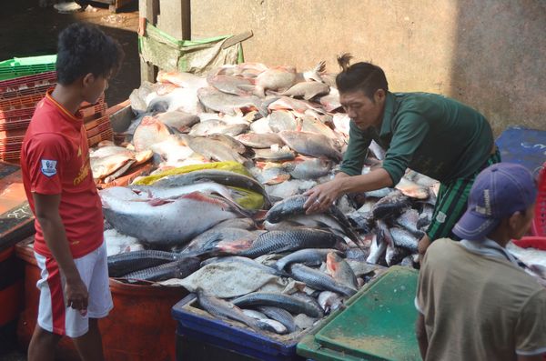 仰光鱼市场日进鱼类50万缅斤