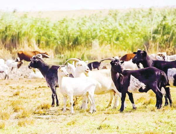 实皆省牛羊鸡鸭等家畜家禽的饲养情况