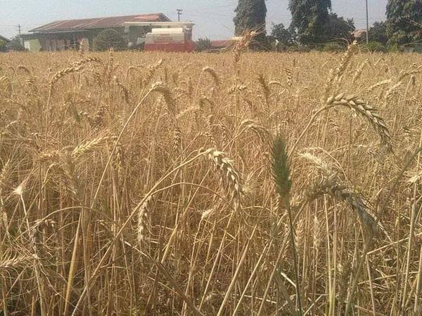 缅甸小麦价格上涨至每袋20万缅币