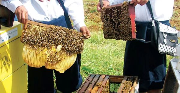 实皆省在新财政年度5个月共生产蜂蜜99万磅