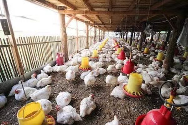 实皆省在7座养鸡专业特区内饲养了25万只蛋鸡