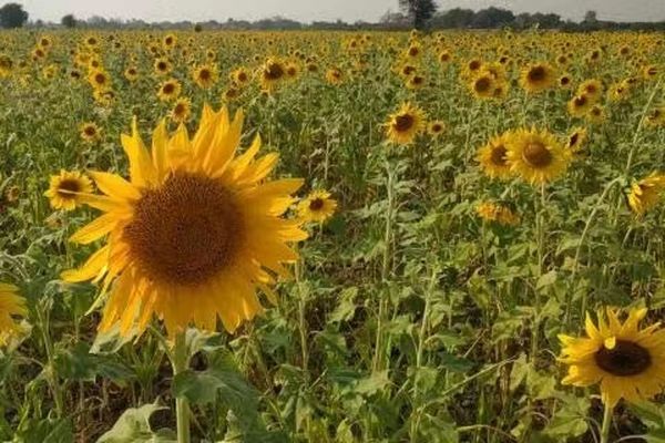伊洛瓦底省兴实塔县区将种植2万英亩冬向日葵油料作物