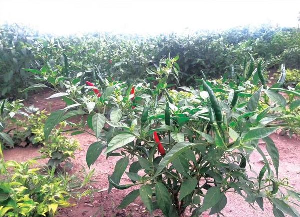 实皆省在今年雨季作物种植期间种植了辣椒5千多英亩