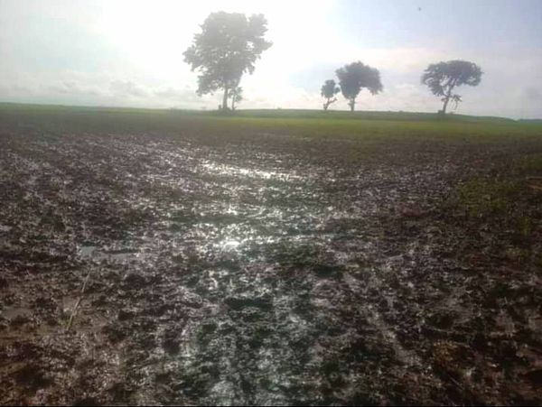 伊洛瓦底省一县区农田遭水灾的失误报导