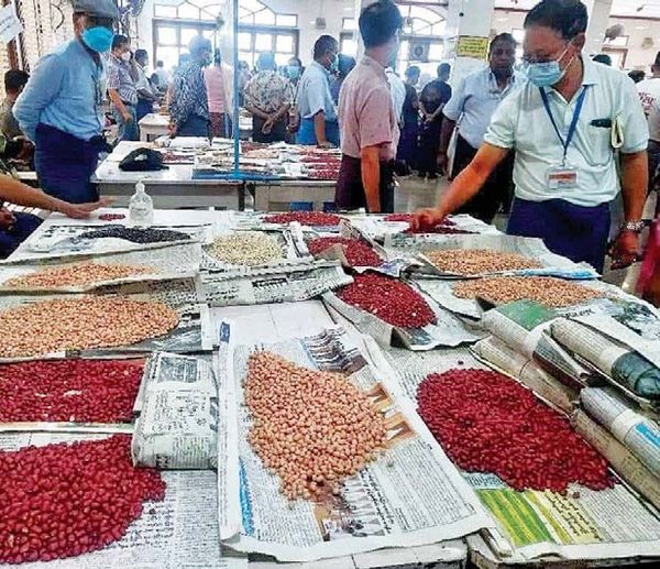 缅甸鹰嘴豆豆类因国内外需求量强劲获得了好价钱