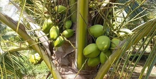 德林达依省区所产的椰子获得好价钱椰农们恢复种植工作