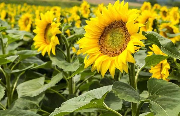 马奎省敏巫县区今年冬作物种植季节将种植3.3多万英亩向日葵
