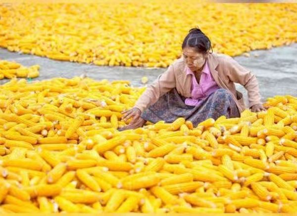 近一年的时间内缅甸向国外出口玉米200多万吨