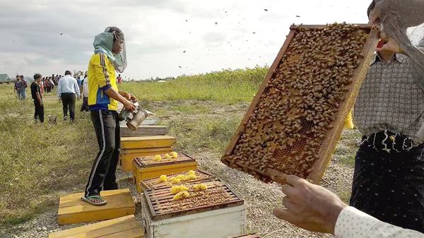 新财政年度6个月缅甸已向国外出口蜂蜜900多吨