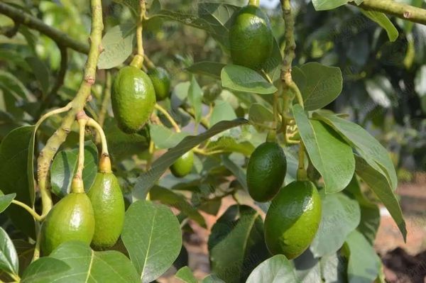 掸邦南部生产的一些农产品销往其他地区获得收益